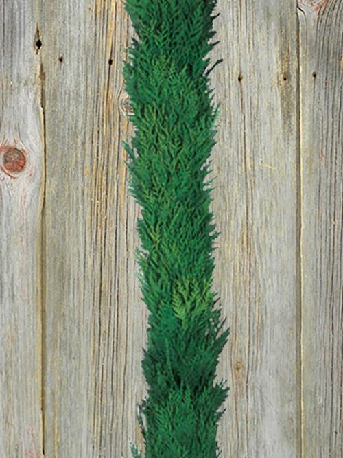 WESTERN RED CEDAR 75 FOOT GARLAND